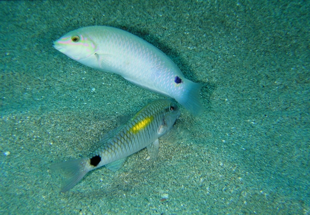 Halichoeres trimaculatus (Quoy & Gaimard, 1834)